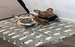 French Bulldog dogs for sale: Female French bulldog - Image 2