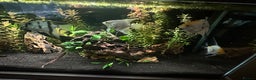 Angelfish fish for sale: 4 mixed angle fish  - Advert 4