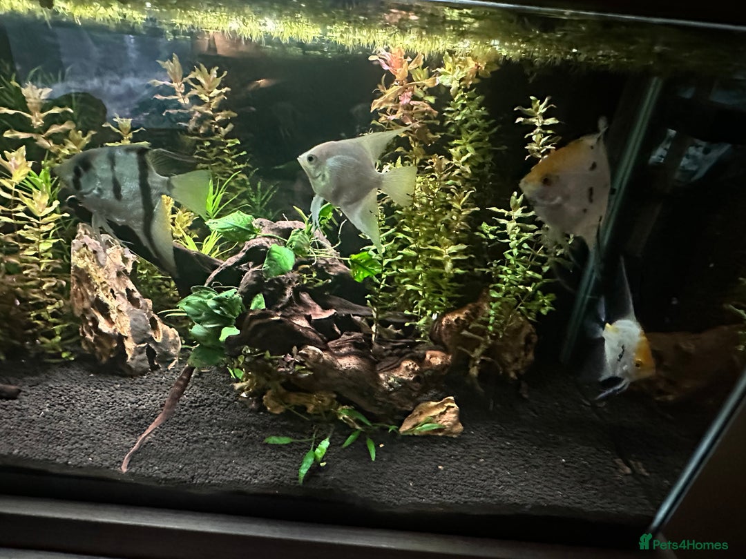 Angelfish fish for sale: 4 mixed angle fish  - Advert 4