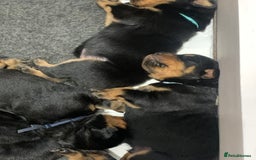 Rottweiler dogs for sale: AMAZING PEDIGREE REGISTERED ROTTWEILER PUPPIES - Image 5