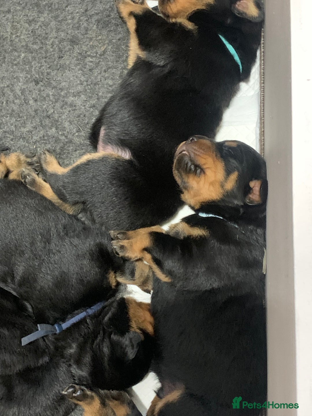 Rottweiler dogs for sale: AMAZING PEDIGREE REGISTERED ROTTWEILER PUPPIES - Image 5