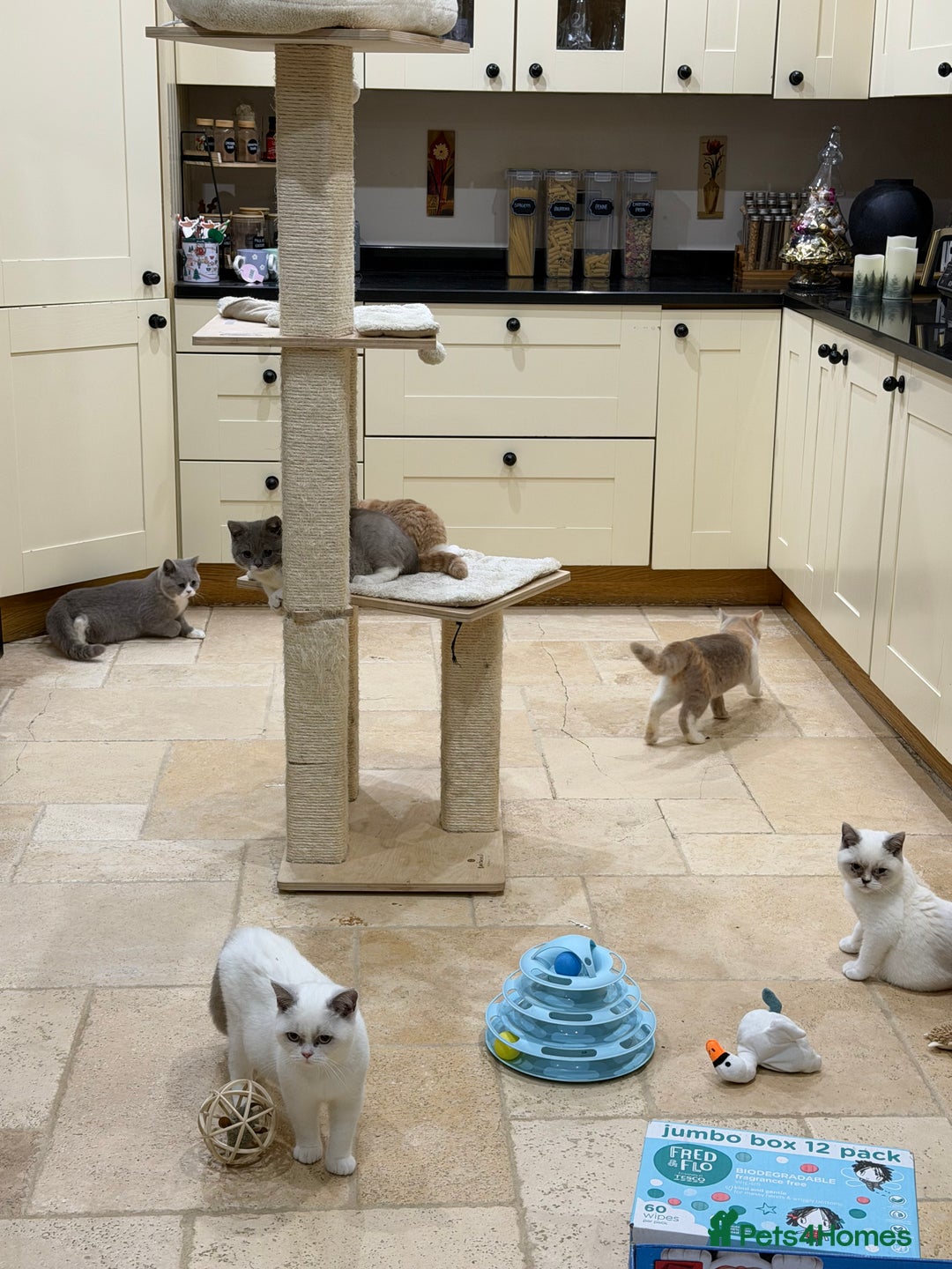 British Shorthair cats for sale: READY NOW - Full Pedigree Registered BSH kittens  - Advert 22