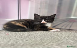 British Shorthair cats for sale: Gorgeous playful British Shorthair kittens  - Image 13