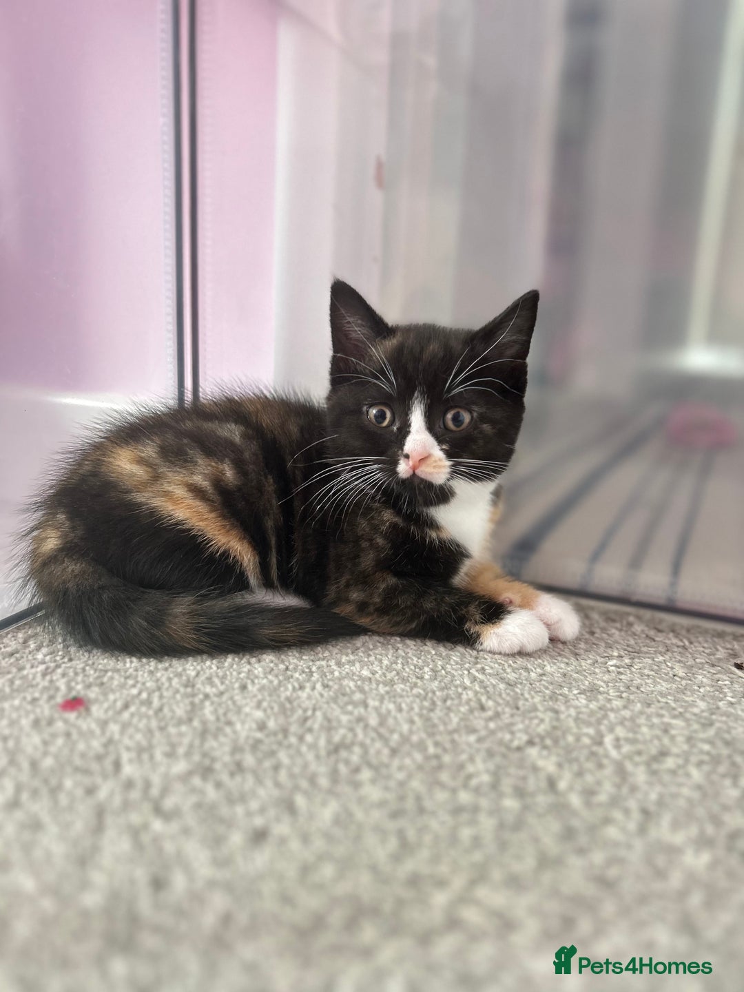 British Shorthair cats for sale: Gorgeous playful British Shorthair kittens  - Image 13