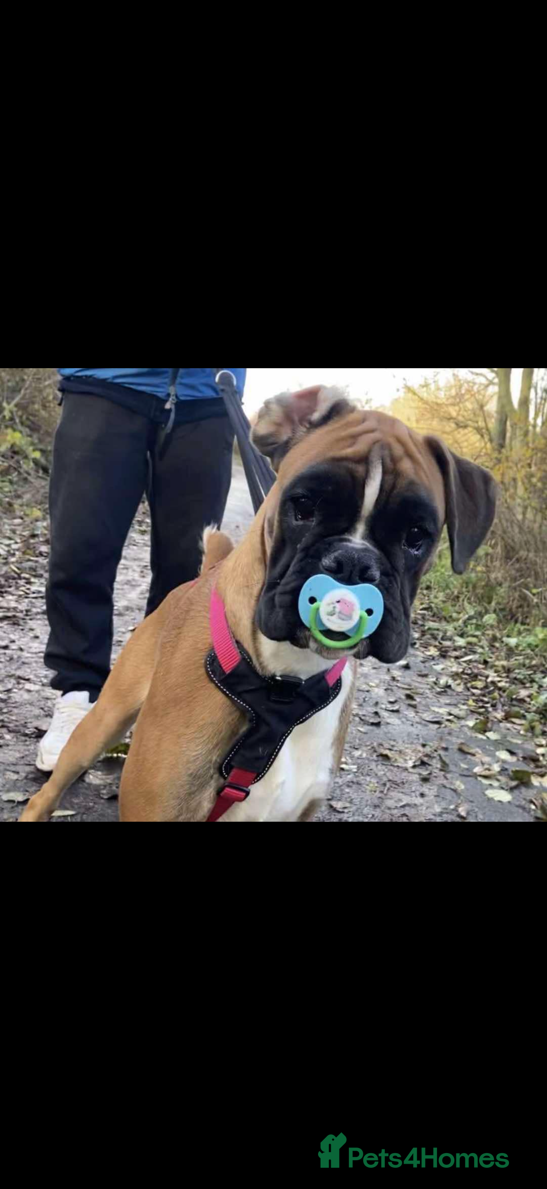 Boxer dogs for sale: Boxer bitch in need of loving home - Advert 3