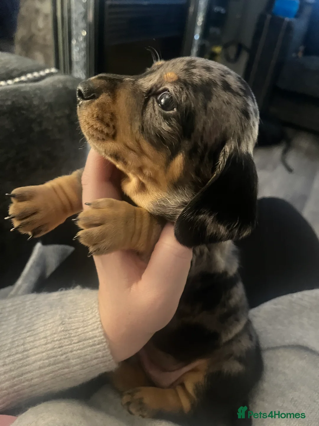 Miniature Dachshund dogs for sale: Minature Dachshunds  - Advert 16