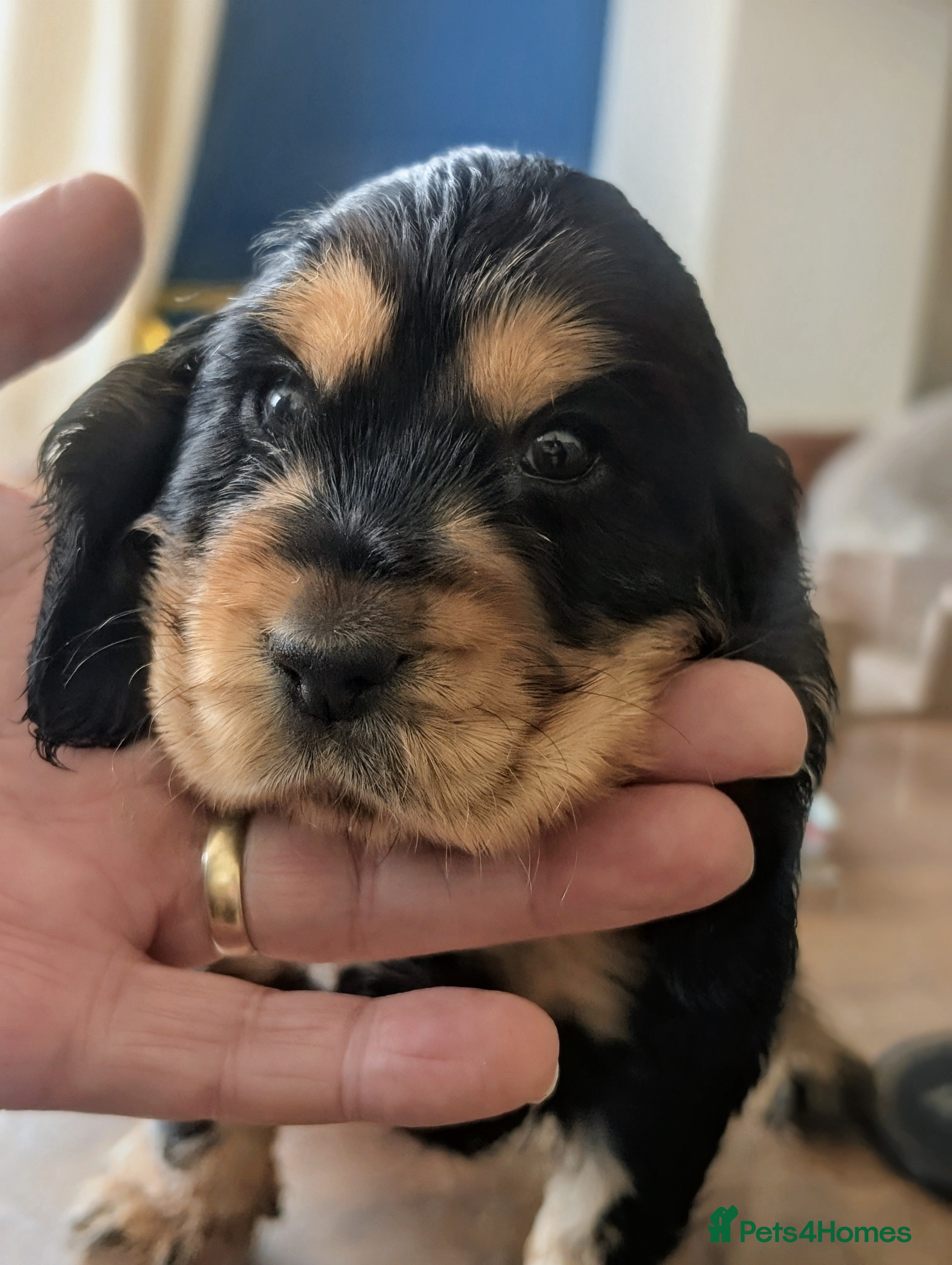 Cocker Spaniel dogs Very Well Bred ,Pure,KC, Show Type, C /S Puppies - Advert 2
