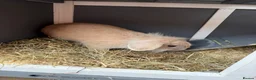 Lionhead rabbits for sale: Female bunny  - Advert 4