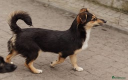 Mixed Breed dogs for adoption: 💖🐶 TONY 🐶💖 - Image 6