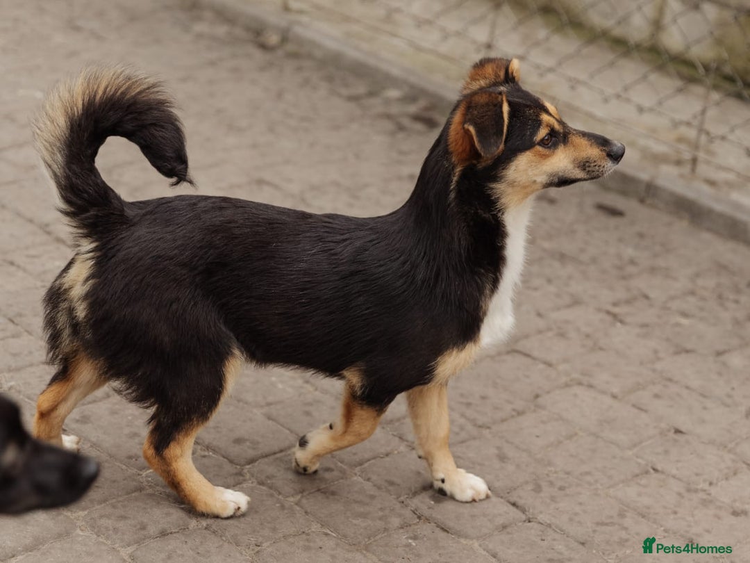 Mixed Breed dogs for adoption: 💖🐶 TONY 🐶💖 - Image 6