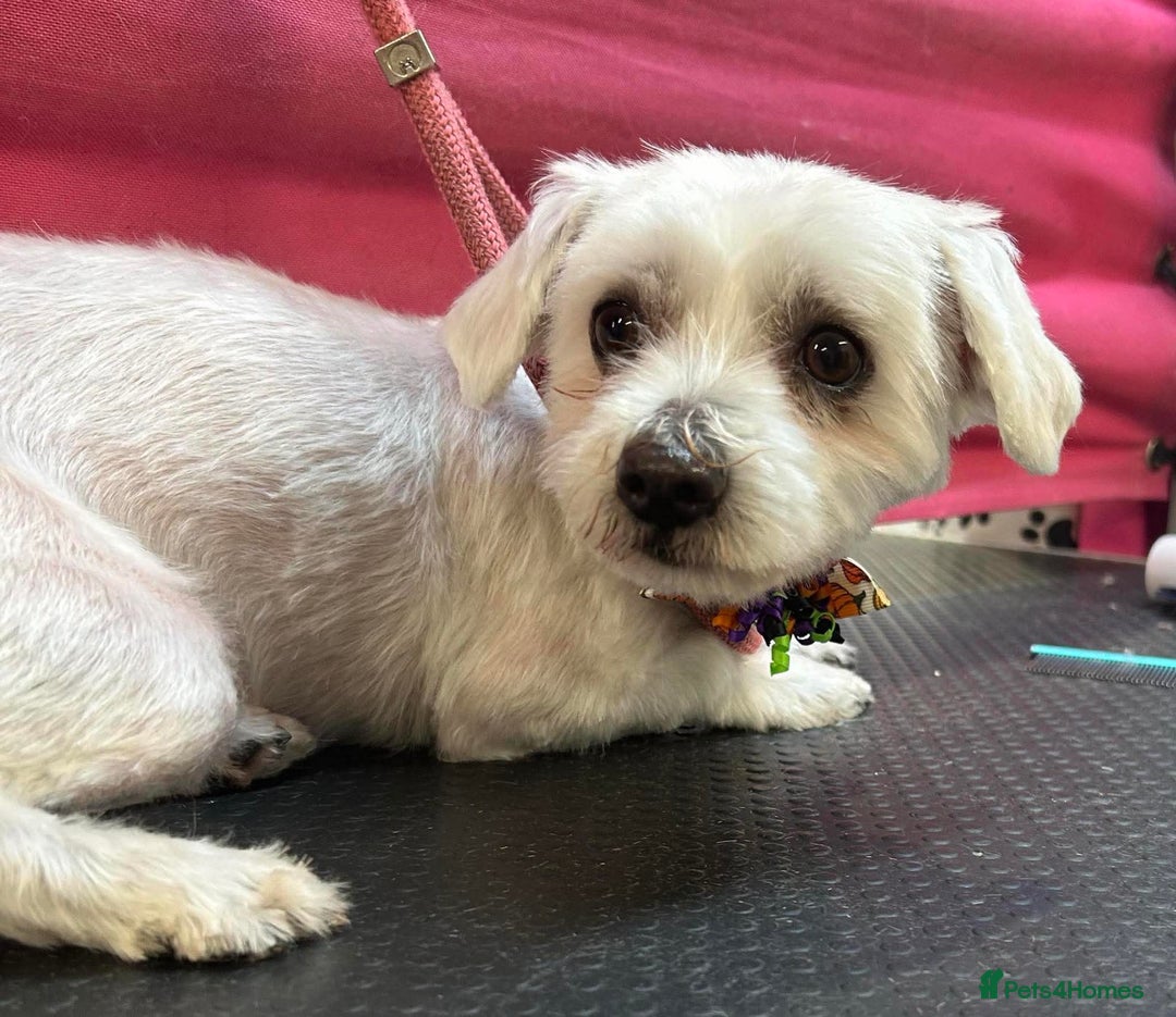 Maltese dogs for sale: Very Timid Maltese girl looking for a safe home  - Advert 4