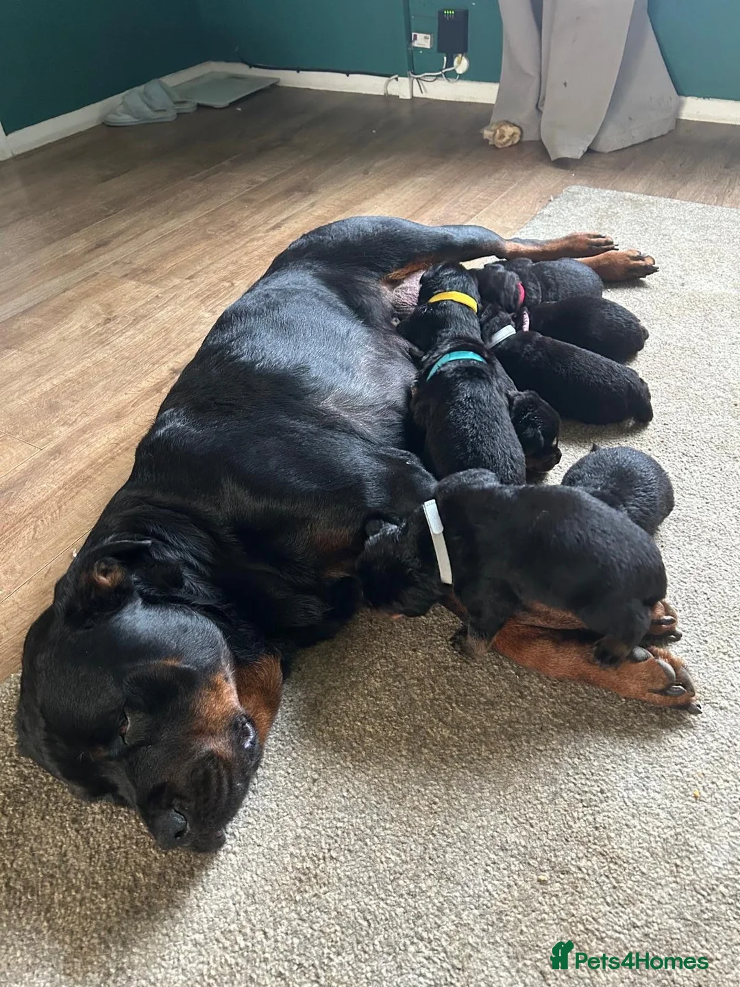 Rottweiler dogs for sale: gorgeous rottweiler puppy - Advert 12