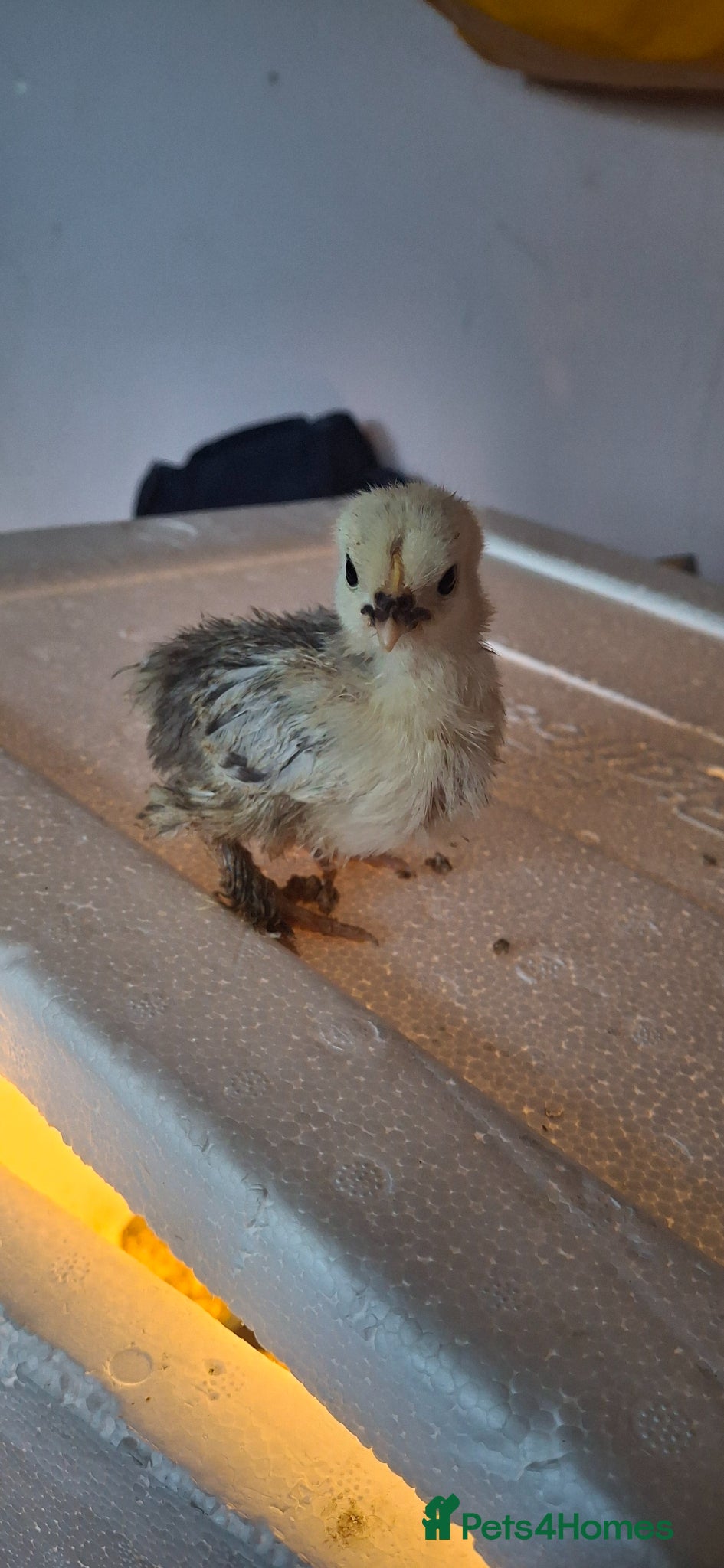 Chickens poultry Bantam chicks for sale - Advert 3