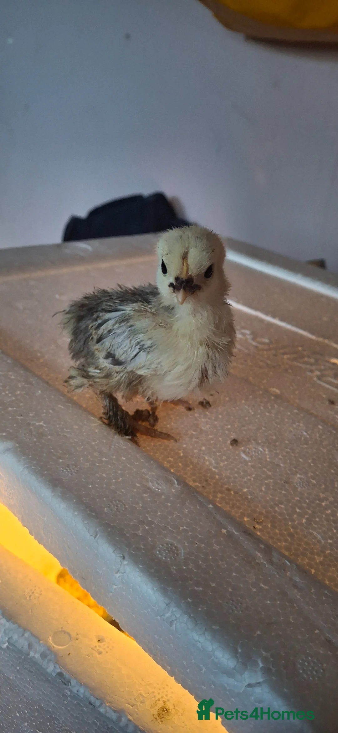 Chickens poultry for sale: Bantam chicks for sale - Advert 1