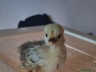 Chickens poultry Bantam chicks for sale - Advert 5