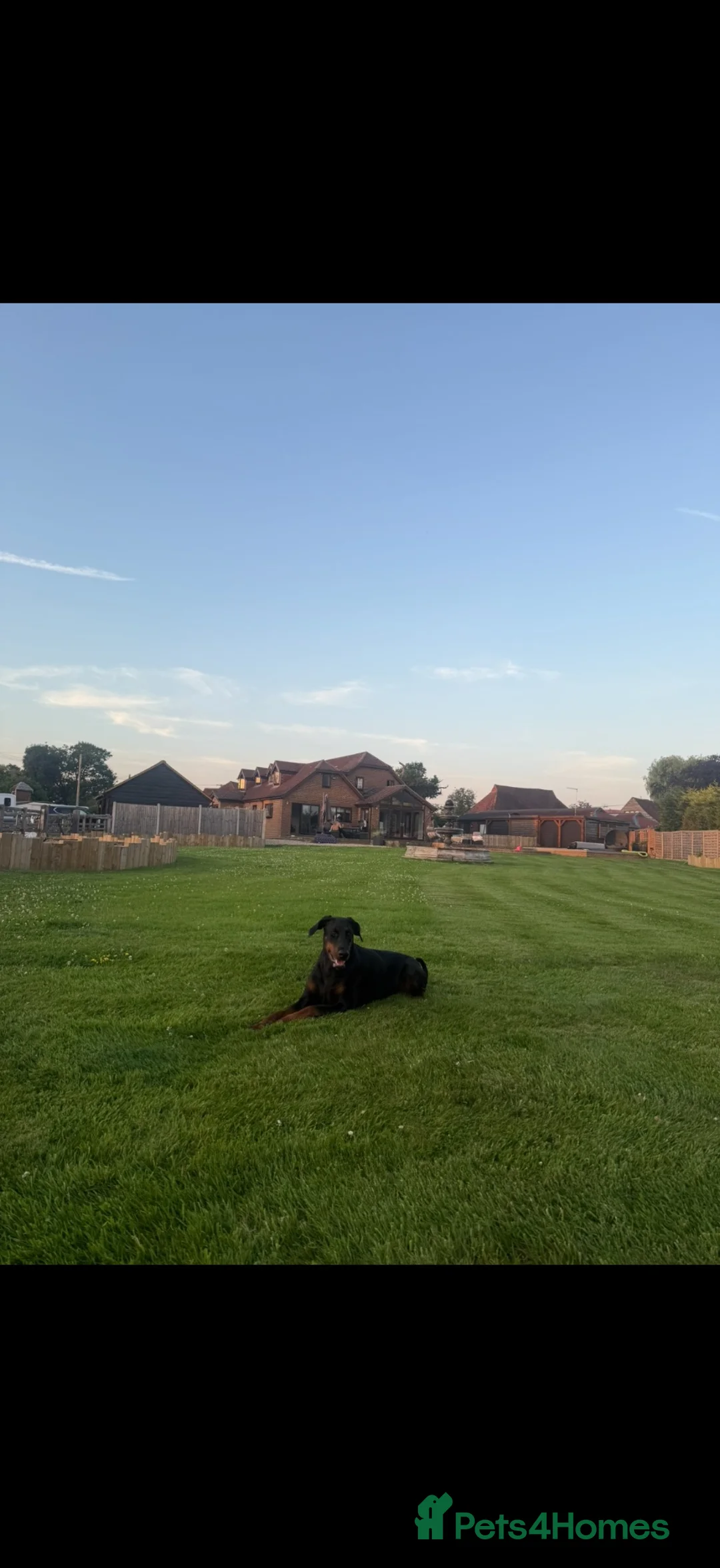 Dobermann dogs for sale: HOME BRED DOBERMAN PUPPIES in Billingshurst - Advert 7