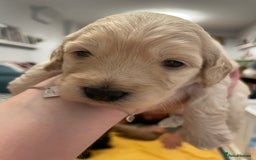 Cockapoo dogs for sale: Cockapoo pups  - Image 7