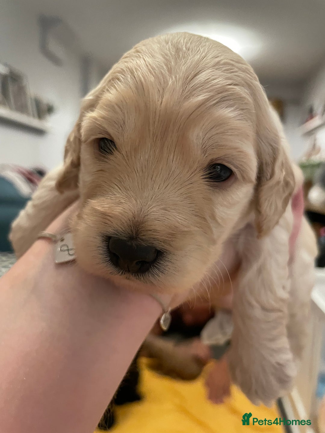 Cockapoo dogs for sale: Cockapoo pups  - Image 7