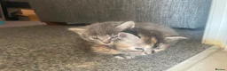 Mixed Breed cats for sale: 5 super fluffy female kittens - Advert 28