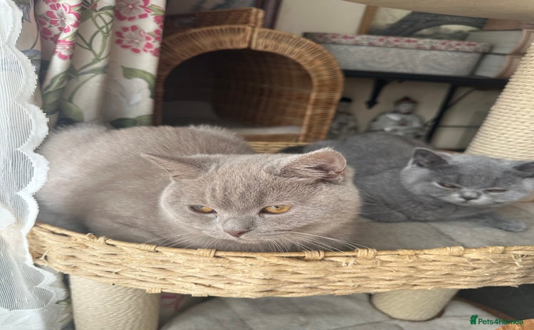 British Shorthair cats in Croydon - Advert 15