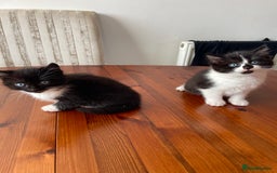 Mixed Breed cats for sale: 2 Adorable Kittens For Sale  - Image 12