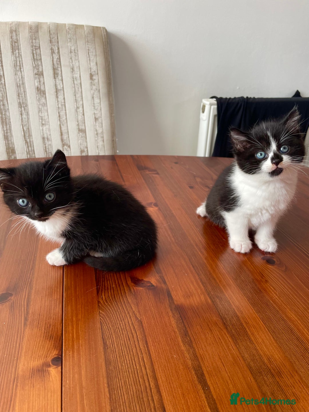 Mixed Breed cats for sale: 2 Adorable Kittens For Sale  - Image 12
