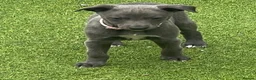 Whippet dogs for sale: Whippets  - Advert 15