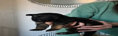 German Shepherd 7