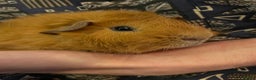 Guinea Pig rodents for sale: Lovely male Abyssinian  - Advert 2