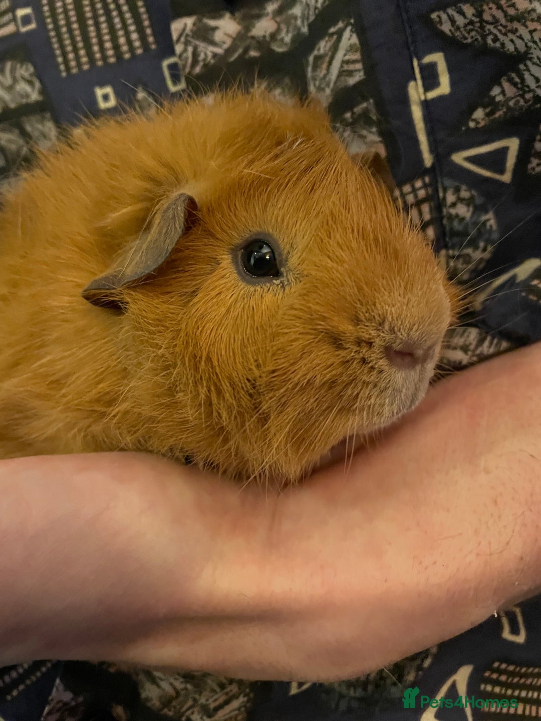 Guinea Pig rodents for sale: Lovely male Abyssinian  - Advert 2