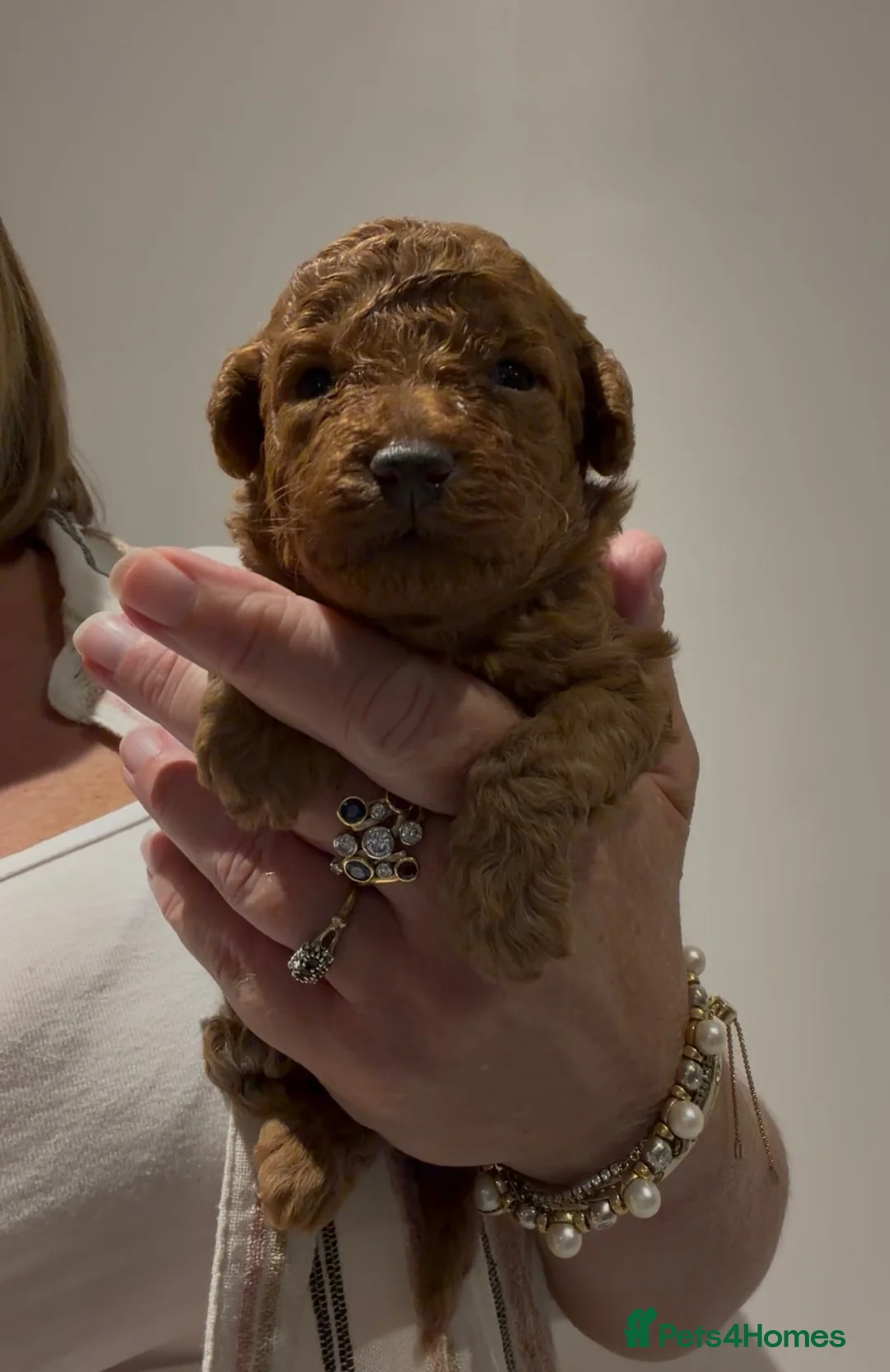 Toy Poodle dogs for sale: Tiny toy poodle puppy  - Advert 2