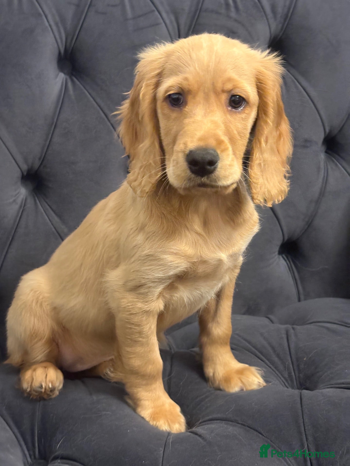 Mixed Breed dogs Mini golden retrievers ( DAKOTA SPORT RETRIEVERS)  - Advert 1