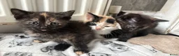 Aegean cats for sale: Aegean kittens ready for new home! 3 Left! - Advert 5