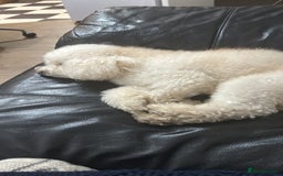 Toy Poodle dogs for stud: Gucci Toy Poodle Stud - Image 5