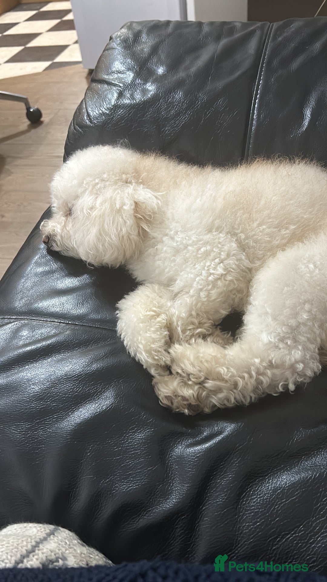 Toy Poodle dogs for stud: Gucci Toy Poodle Stud - Image 5