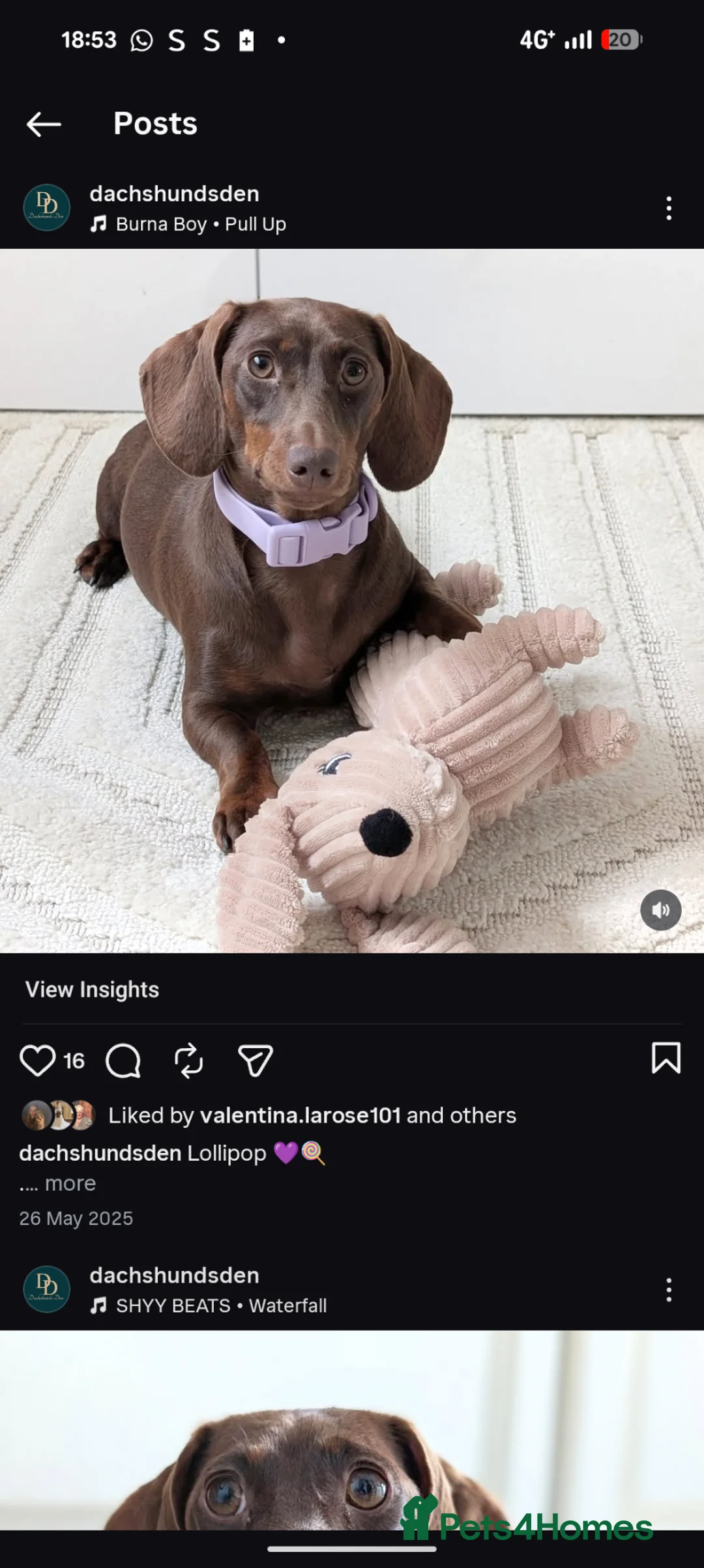 Miniature Dachshund dogs for sale: Longhaired and smooth miniature dachshunds  - Advert 17