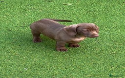 Dachshund dogs for sale: Min dachshund x teckel ( standered dachshund) - Image 20