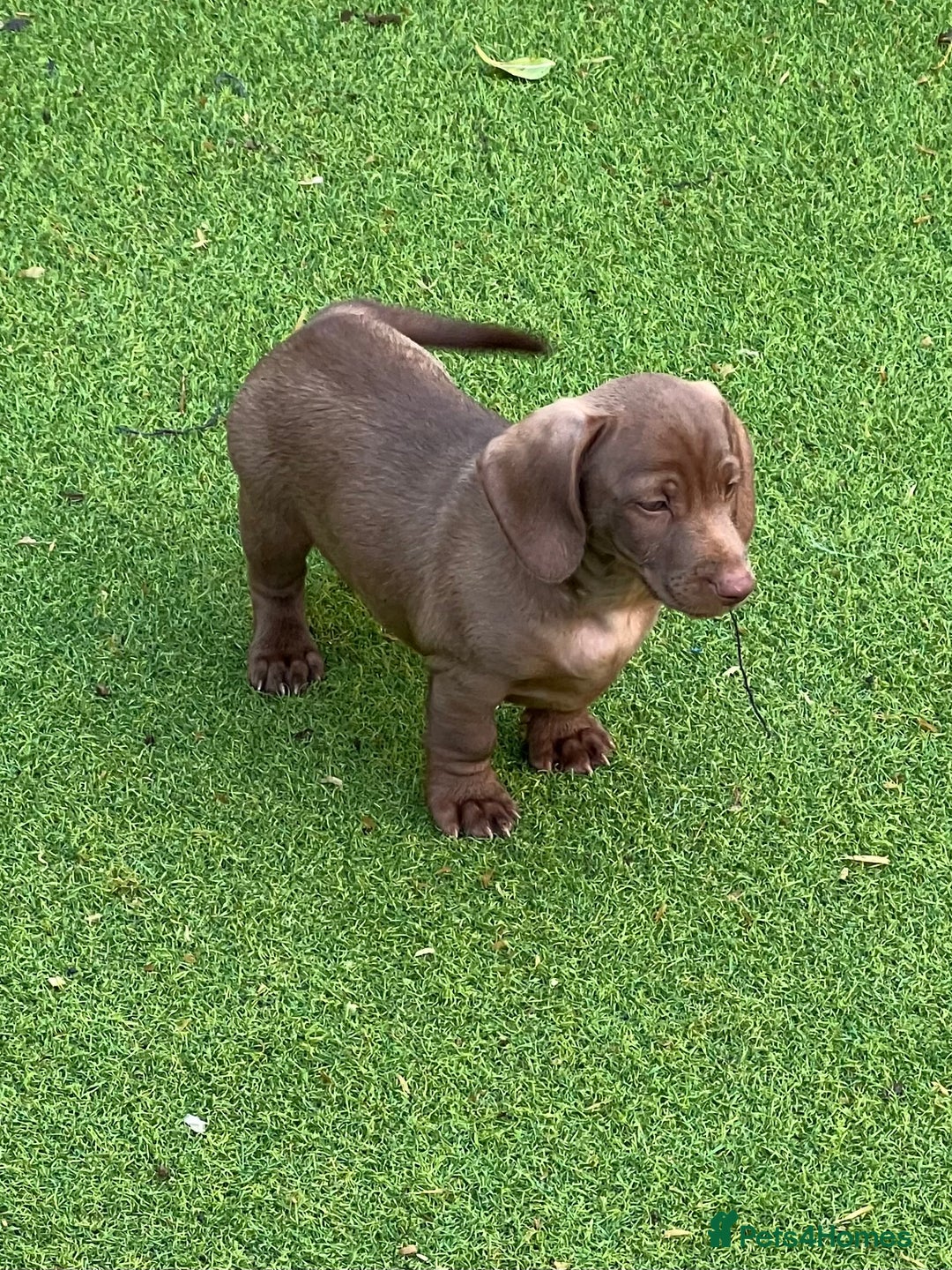 Dachshund dogs for sale: Min dachshund x teckel ( standered dachshund) - Image 20