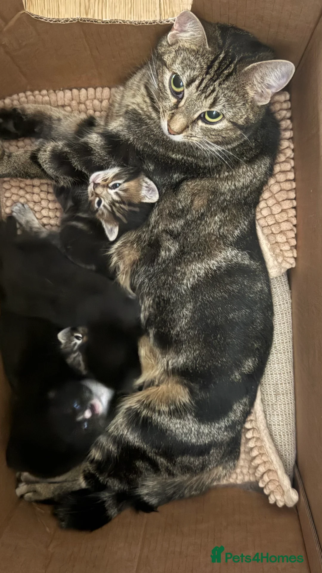 Mixed Breed cats for sale: Kittens - Advert 2