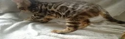 Mixed Breed cats for sale: Beautiful Part Bengal Kittens  - Advert 28