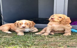 Cocker Spaniel dogs for sale: Male Working Cocker Spaniels - Image 2