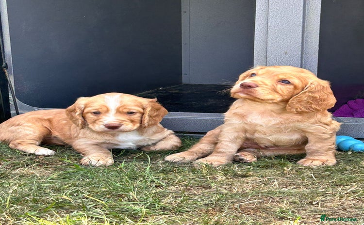 Cocker Spaniel dogs - Advert 6