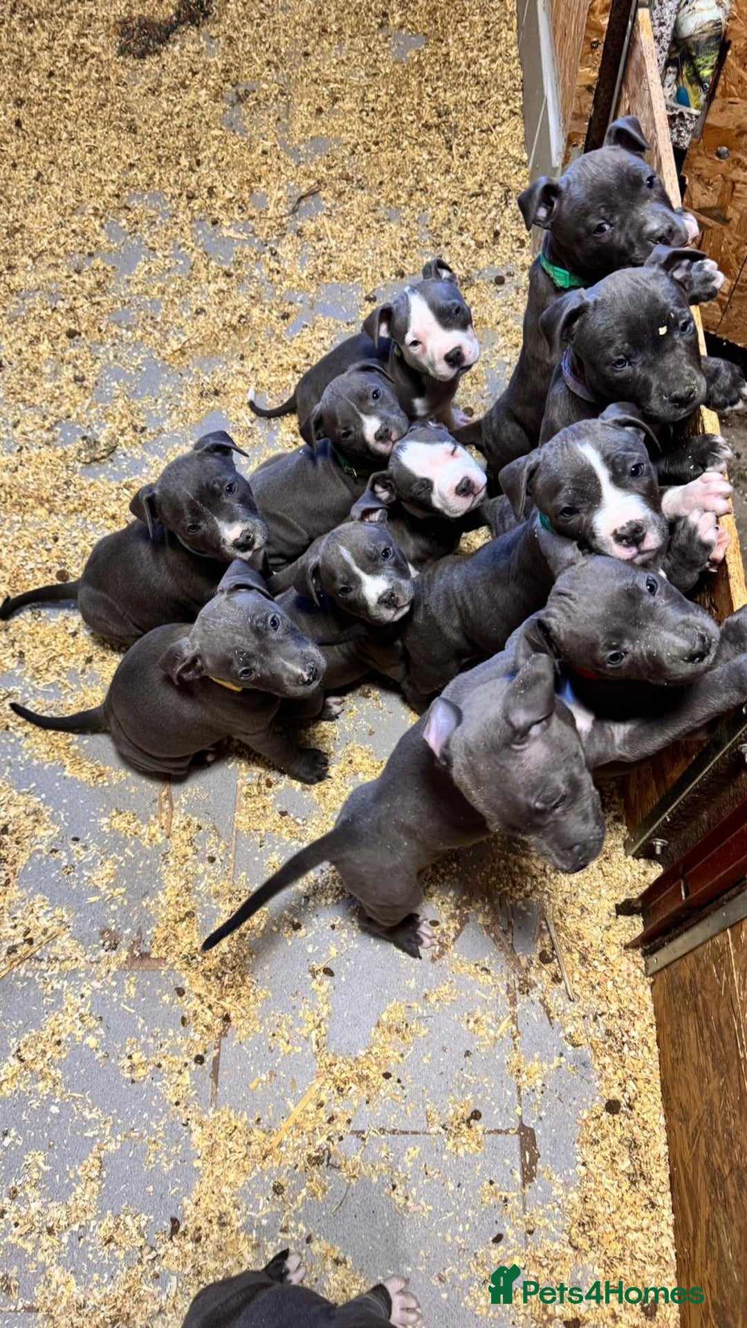 Staffordshire Bull Terrier dogs for sale: 🐶🐾Staffordshire puppies ❤️🐶 - Image 32