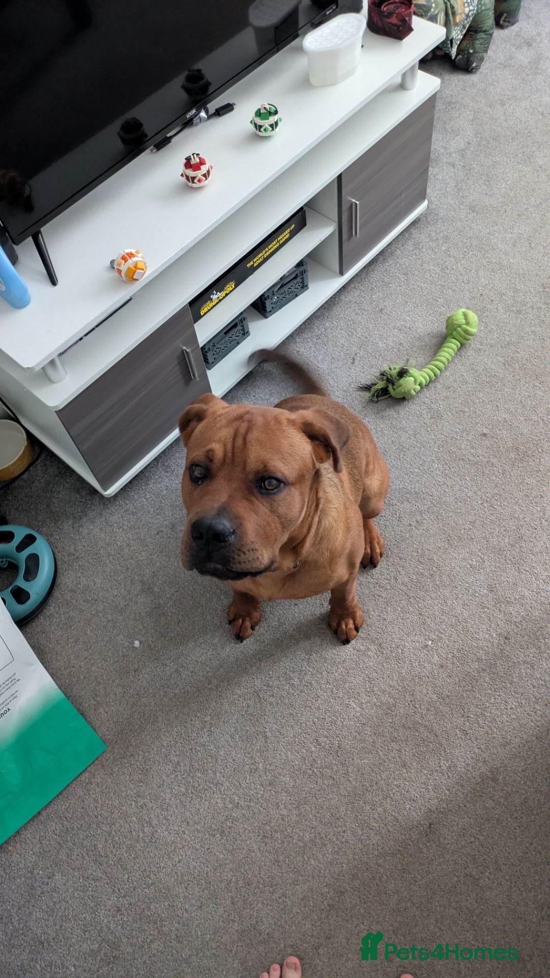 Mixed Breed dogs Gorgeous boy looking for loving new home - Advert 9
