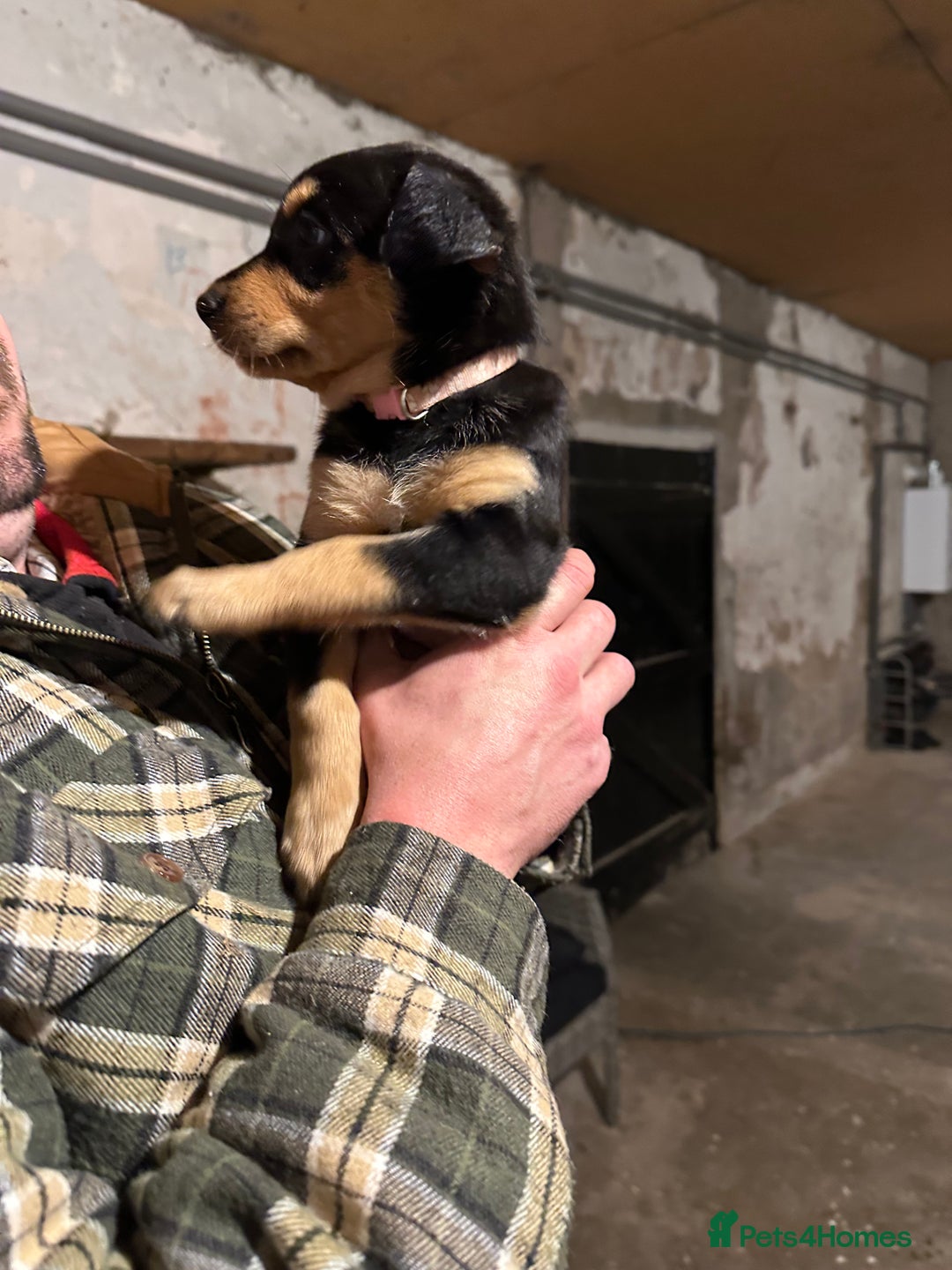 Australian Kelpie dogs for sale: Australian Kelpie Puppies - Advert 7