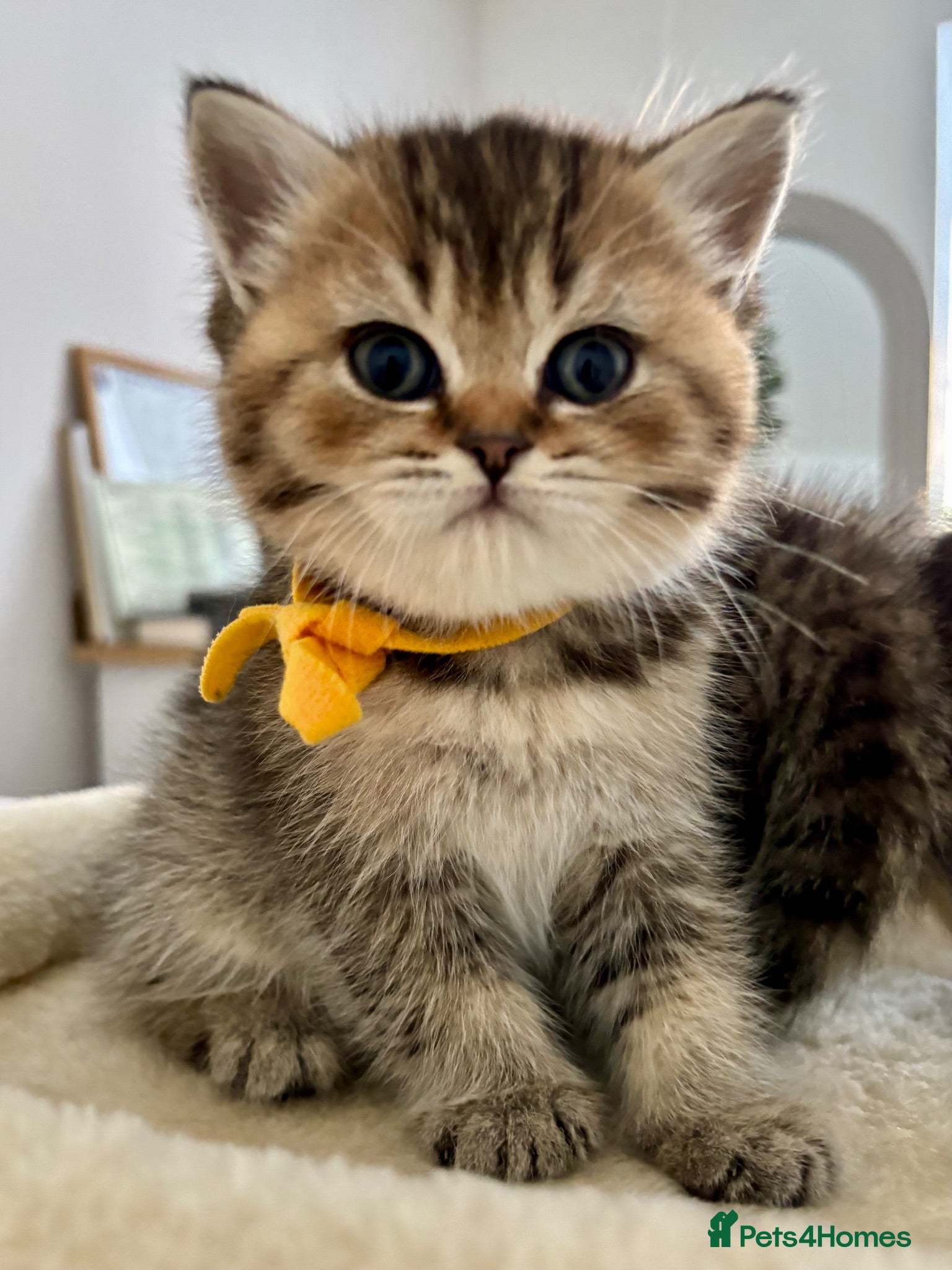 British Shorthair cats 🏆😍 Irresistible Golden Chinchilla’s Mini BSH🏆😍 - Advert 6