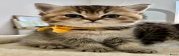 British Shorthair cats for sale: 🏆😍 Irresistible Golden Chinchilla’s Mini BSH🏆😍 - Advert 1