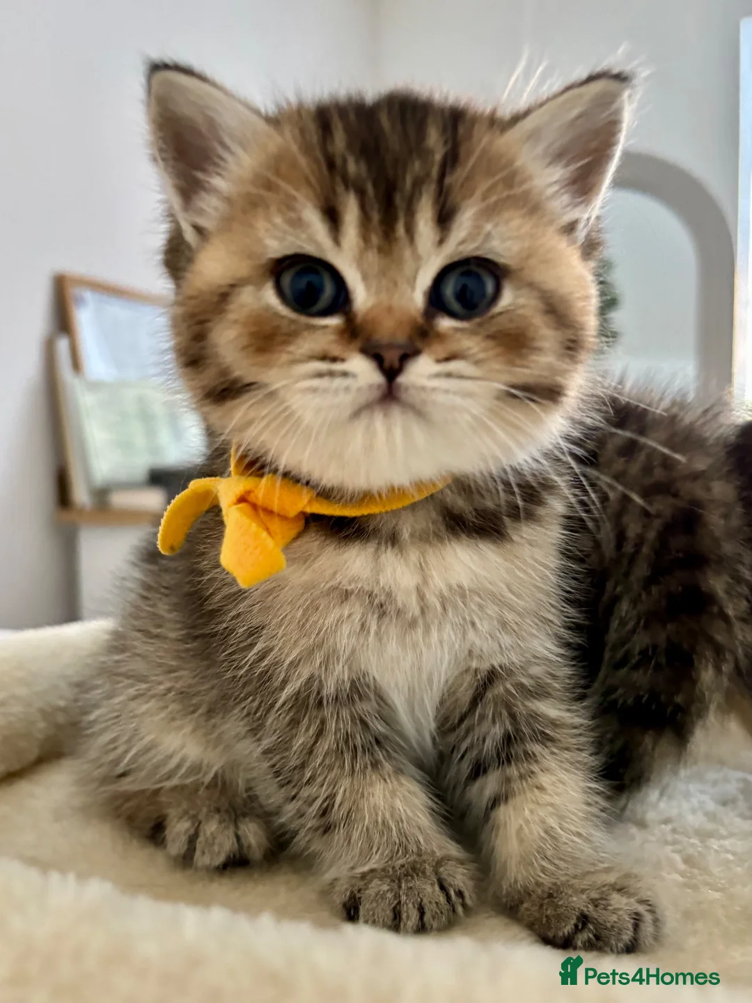 British Shorthair cats for sale: 🏆😍 Irresistible Golden Chinchilla’s Mini BSH🏆😍 - Advert 1