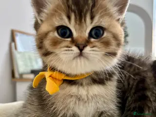 British Shorthair cats 🏆😍 Irresistible Golden Chinchilla’s Mini BSH🏆😍 - Advert 6