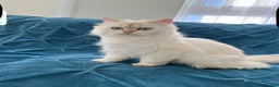 British Longhair cats for sale: Pure bread British Long and Shorthair kittens   - Advert 2